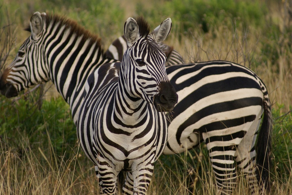 Zebra  –  edukacja domowa dla dzieci ze spektrum autyzmu